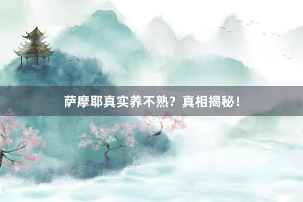 萨摩耶真实养不熟？真相揭秘！